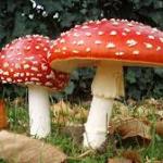 Samsung Galaxy Tab S7+ 12.4-Inch Android Tablet